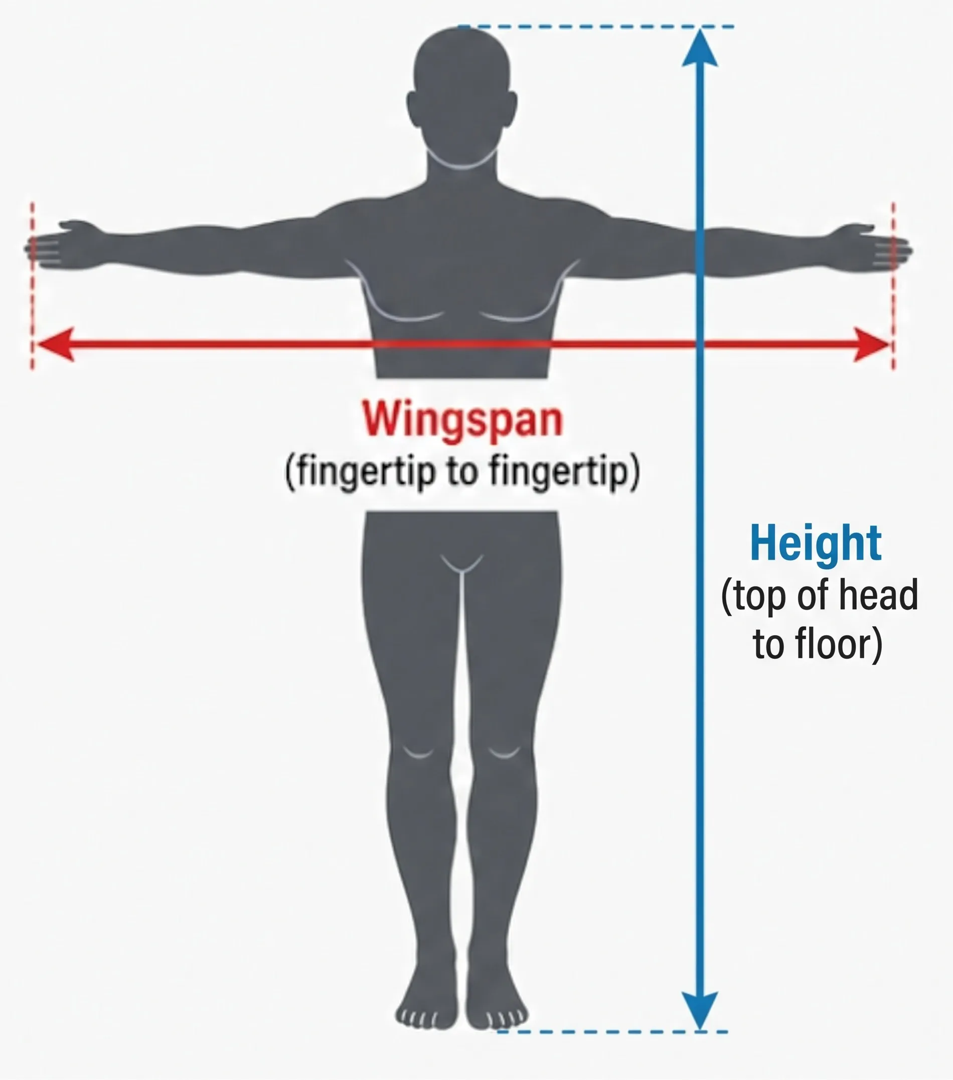 Diagram of a person with arms stretched out to the sides. Wingspan is measured from fingertip to fingertip. Height is measured from the top of the head to the floor.